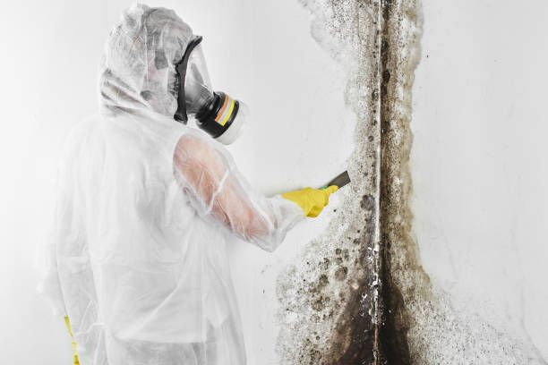 Best Black Mold Remediation in Rose Hill, VA