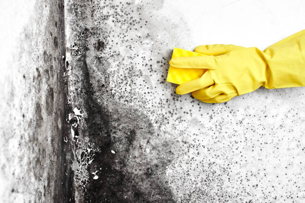 Best Attic Mold Remediation in Rose Hill, VA