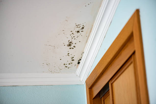 Best HVAC Mold Remediation in Rose Hill, VA