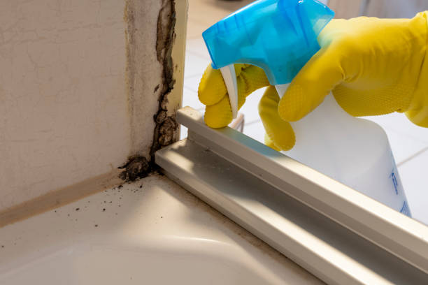 Best Health and Safety Mold Remediation in Rose Hill, VA