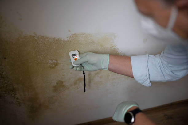 Best Insurance-Related Mold Remediation in Rose Hill, VA