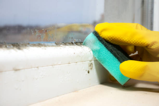Best Black Mold Remediation in Rose Hill, VA
