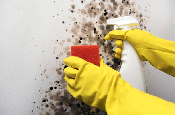 Best Residential Mold Remediation in Rose Hill, VA