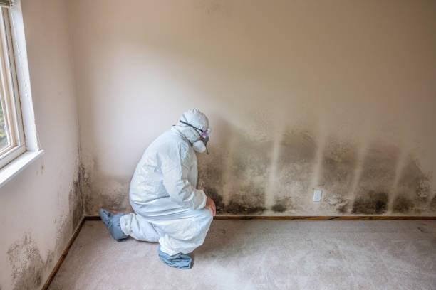 Best White Mold Remediation in Rose Hill, VA