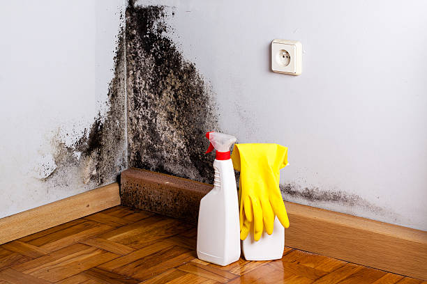 Best Basement Mold Remediation in Rose Hill, VA