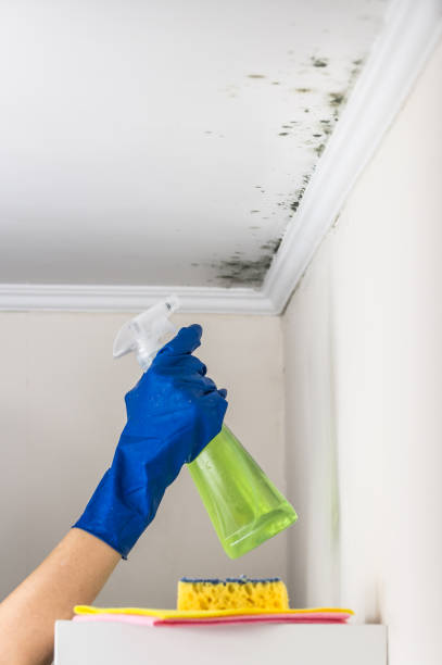 Best DIY Mold Remediation Support Services in Rose Hill, VA